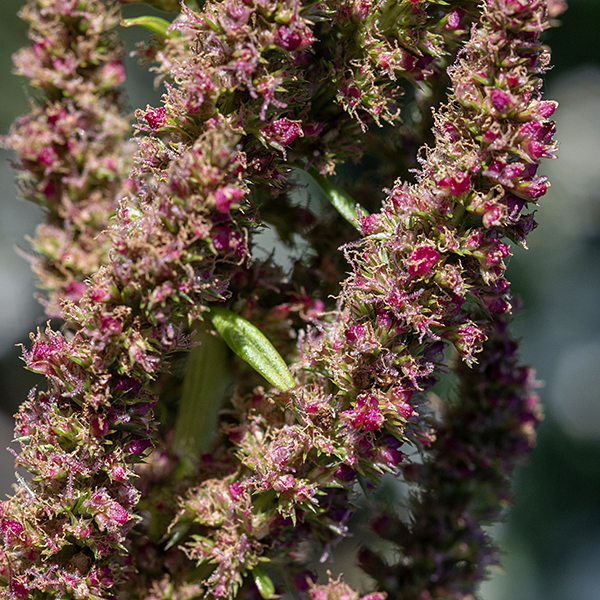 The end of green/red amaranthus stem bears a bristly panicle of tiny flowers up to 18" tall; the flowers are either staminate (male) or pistillate (female), but both occur on each plant. The flowers are wind pollinated. Flowers lack petals but have five pink sepals 2 mm long with pointed tips (which, together with associated 3-4 mm long, red bracts, produce the bristly appearance). Male flowers have five stamens while female flowers have a single ovary with three stigmas.