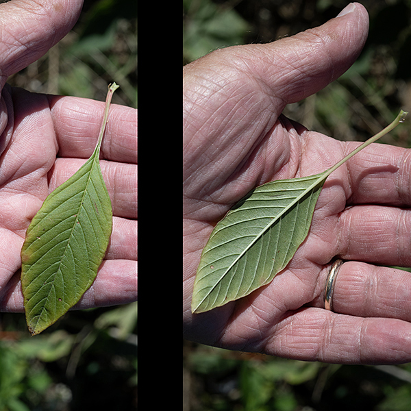 Green/red amaranthus  leaves are alternate, 4.5" long and 2.75" across, oval but tapering to pointed ends and decreasing in size higher up the stem.  The underside of the leaves are paler with prominent pinnate veins.
