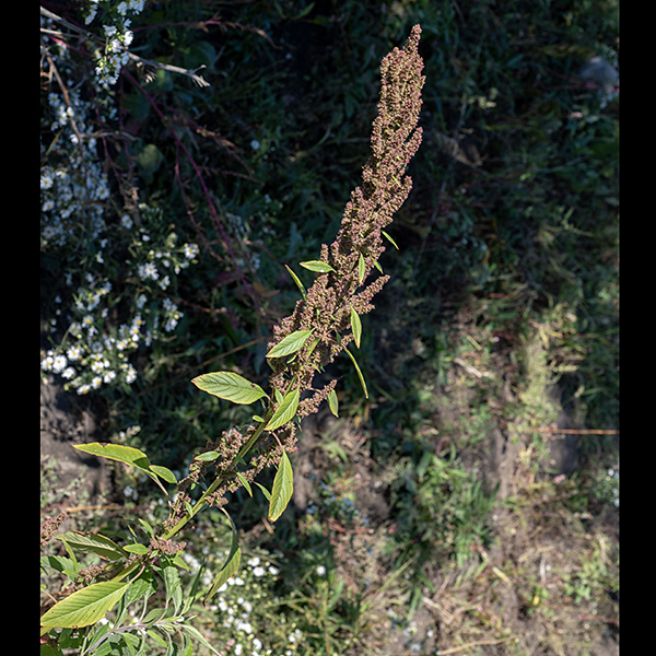 Green/red amaranthus stems and flowers sometimes (but not always) are reddish green, 2-4' tall, and usually unbranched. The stem is green to red and usually hairy, although the lower stem may be hairless. Leaves are alternate, 4.5" long and 2.75" across, oval but tapering to pointed ends and decreasing in size higer up the stem.  The undersides of the leaves are paler with prominent pinnate veins. The end of the stem bears a bristly panicle of tiny flowers up to 18" tall; the flowers are either staminate (male) or pistillate (female), but both occur on each plant. The flowers are wind pollinated. Amaranthus hybridus is difficult to distinguish from Amaranthus retroflexus (redroot amaranth).
