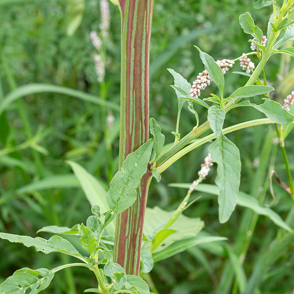 Palmer's amaranth has reddish stems with longitudinal green stripes that may reach 10' in height, although it is usually shorter (6-8'). Leaves are alternate, 1-3" long, elliptical tapering to points at each end or lance-shaped, hairless, and with smooth margins.