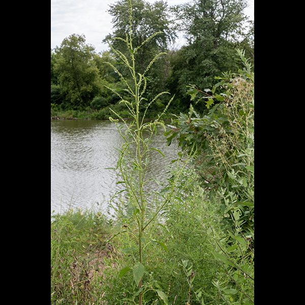 Palmer's amaranth has reddish stems with longitudinal green stripes that may reach 10' in height, although it is usually shorter (6-8'). Palmer's amaranth is very fast-growing (1" per day), drought-tolerant, aggressive, and prolific (one plant produces 100-500 thousand seeds), but both the foliage and the seeds are edible (if properly processed) and reportedly quite nutritious. The plants were  reportedly widely cultivated and eaten by Native Americans. It is widely viewed as a noxious weed. It is often called "invasive," but it is actually native to North America.