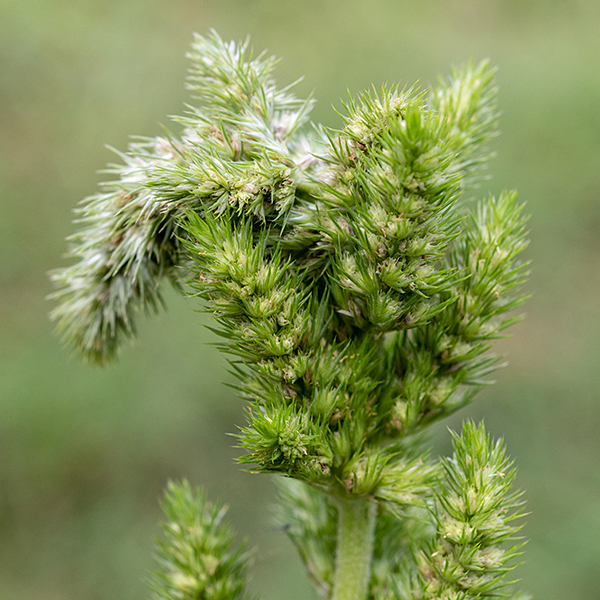 The tip of the stem of redroot amaranth produces a panicle of greenish-white flowers; smaller panicles of flowers also arise from the axils of the leaves in the upper half of the plant. Both male (staminate) and female (pistillate) flowers appear in the same inflorescence; perfect flowers are absent. Individual flowers lack petals but have 5 white tepals that are about 3 mm long and one or more small (3-6 mm) green, bracts under the flower whose midrib extends to form a spine; male flowers also have 3-5 yellow stamens, while female flowers also have an ovary with a 3-parted style on the top of the ovary.