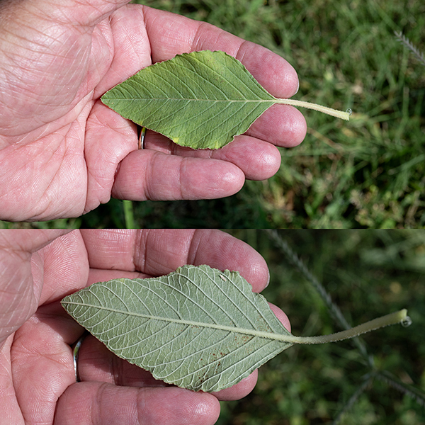 Redroot amaranth leaves are alternate, up to 6" long and about 2/3 as wide, decreasing in size higher on the stem. The leaves are oval or diamond shaped, tapering to blunt ends and often have a slightly undulating margin; the lower leaf surface is usually covered with fine white hairs while the top surface may or may not be.