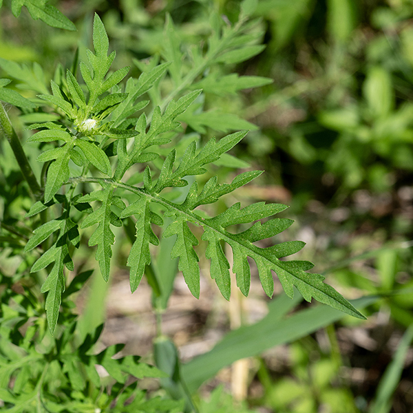 Common ragweed's stems are green or dark pinkish with long, spreading hairs. The deeply-lobed, pinnatifid leaves are 1.5x longer than wide, fern-like, and hairless when mature on narrowly-winged petioles; the lower leaves are opposite, the upper leaves are alternate.