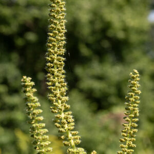 Giant ragweed is a much larger (up to 12' tall) cousin of common ragweed (A. artemisiifolia) but similarly bushy and weedy, with a candelabra-like appearance in the upper parts of the plant. The upper stems bear 3-6" long flower spikes, all male (except near the base of the spike) in 1/8" wide cup-like involucres that are initially green but turn yellowish-green with age, hanging from short stalks. The actual male flowers are hidden in the involucre, lack petals, have numerous yellow anthers and (notoriously) produce copious yellow pollen that is carried by the wind; female flowers are enclosed in leafy bracts with protruding paired white styles, and occur in cryptic clusters on the stems below the flower spikes and in leaf axils. If you suffer from seasonal allergies, this plant and its cousin, common ragweed, are the culprits, NOT the unfairly maligned goldenrod (which has sticky pollen that never gets airborne). Common ragweed has pinnatifid (pinnate-like) leaves; giant ragweed has deeply-lobed leaves that appear palmate.