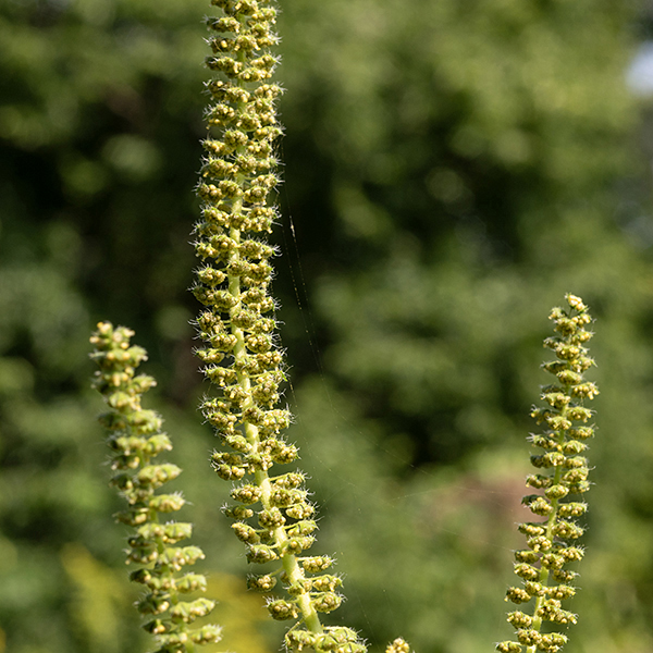 Giant ragweed is a much larger (up to 12' tall) cousin of common ragweed (A. artemisiifolia) but similarly bushy and weedy, with a candelabra-like appearance in the upper parts of the plant. The upper stems bear 3-6" long flower spikes, all male (except near the base of the spike) in 1/8" wide cup-like involucres that are initially green but turn yellowish-green with age, hanging from short stalks. The actual male flowers are hidden in the involucre, lack petals, have numerous yellow anthers and (notoriously) produce copious yellow pollen that is carried by the wind; female flowers are enclosed in leafy bracts with protruding paired white styles, and occur in cryptic clusters on the stems below the flower spikes and in leaf axils. If you suffer from seasonal allergies, this plant and its cousin, common ragweed, are the culprits, NOT the unfairly maligned goldenrod (which has sticky pollen that never gets airborne). Common ragweed has pinnatifid (pinnate-like) leaves; giant ragweed has deeply-lobed leaves that appear palmate.