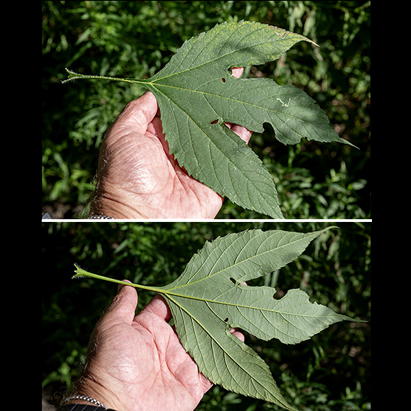 Giant ragweed has broad leaves that are 1.5x longer than wide with 3-5 sharply pointed, deep lobes (superficially similar to cutleaf coneflower (Rudbeckia laciniata) leaves). The leaves are serrated along the margins, with long (sometime winged) petioles.