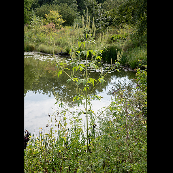 Giant ragweed is a much larger (up to 12" tall) cousin of common ragweed (A. artemisiifolia) but similarly bushy and weedy, with a candelabra-like appearance in the upper parts of the plant. If you suffer from seasonal allergies, this plant and its cousin, common ragweed, are the culprits, NOT the unfairly maligned goldenrod (which has sticky pollen that never gets airborne). Common ragweed has pinnatifid (pinnate-like) leaves; giant ragweed has deeply-lobed leaves that appear palmate.