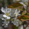 Downy serviceberry is a shrub or small tree 10-30' tall that blooms very early in the spring, before (most) leaf emergence; this is the most common Amelanchier sp. in Illinois. Downy serviceberry flowers bloom in a cluster of  5-12 before or early in leaf emergence. (Emerging leaves are folded and bronze-tinged.) Flowers are 1" across with a short, light green, a hairy calyx with five narrow triangular teeth 1/3 the length of the petals that are strongly bent back towards the stem; five narrow, oblong white petals; 15-20 stamens with creamy yellow anthers; a hairless green ovary; and a green pistil with a single five-parted style. Downy serviceberry flowers can be easily distinguished from Wiegand's shadbush (Amelanchier interior); the former has a hairless ovary while the latter has an ovary whose top is densely covered with wooly hairs. The very hairy undersides of downy serviceberry leaves are also a good clue to its identity, although other Amelanchier spp. also have (less) hairy leaves.
