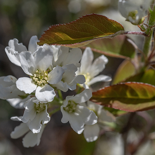 Downy serviceberry is a shrub or small tree 10-30' tall that blooms very early in the spring, before (most) leaf emergence; this is the most common Amelanchier sp. in Illinois. Downy serviceberry flowers bloom in a cluster of  5-12 before or early in leaf emergence. (Emerging leaves are folded and bronze-tinged.) Flowers are 1" across with a short, light green, a hairy calyx with five narrow triangular teeth 1/3 the length of the petals that are strongly bent back towards the stem; five narrow, oblong white petals; 15-20 stamens with creamy yellow anthers; a hairless green ovary; and a green pistil with a single five-parted style. Downy serviceberry flowers can be easily distinguished from Wiegand's shadbush (Amelanchier interior); the former has a hairless ovary while the latter has an ovary whose top is densely covered with wooly hairs. The very hairy undersides of downy serviceberry leaves are also a good clue to its identity, although other Amelanchier spp. also have (less) hairy leaves.