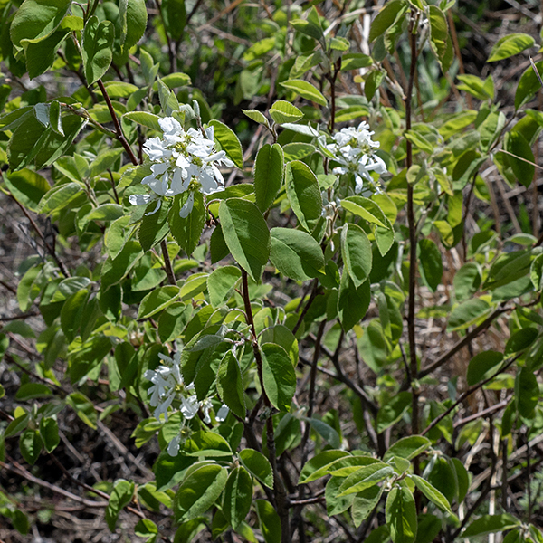 Downy serviceberry's leaves are alternate, twice as long as wide, oval with rounded bases, with margins serrated all the way to the leaf base. The young leaves and petioles are wooly with dense hairs (which later fall off), especially on the underside. Mature leaves are distinctive in that the widest point of the leaf lies between the midpoint and the leaf tip.