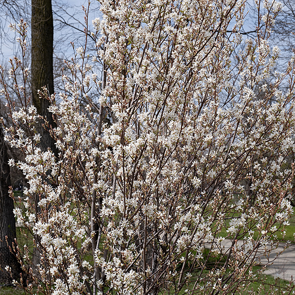 Downy serviceberry is a shrub or small tree 10-30' tall that blooms very early in the spring, before (most) leaf emergence; this is the most common Amelanchier sp. in Illinois. Downy serviceberry flowers can be easily distinguished from Wiegand's shadbush (Amelanchier interior); the former has a hairless ovary while the latter has an ovary whose top is densely covered with wooly hairs. The very hairy undersides of downy serviceberry leaves is also a good clue to its identity, although other Amelanchier spp. also have (less) hairy leaves.