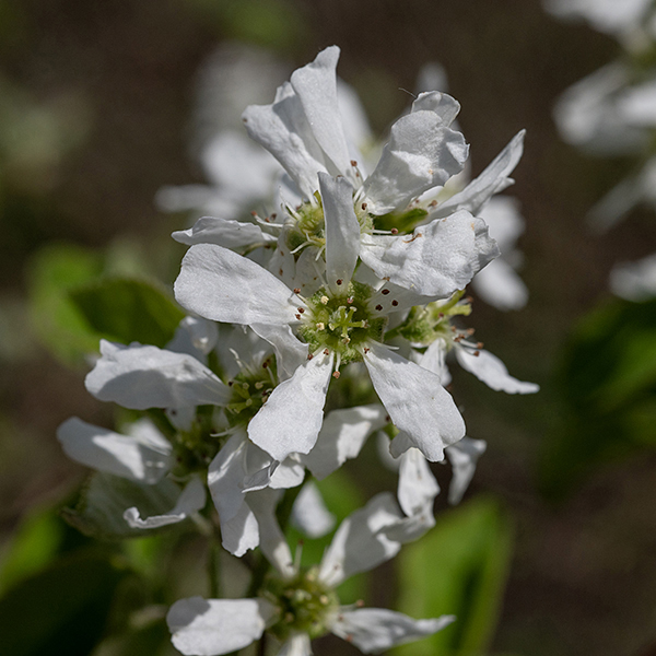 Wiegand's shadbush (aka, serviceberry) is a shrub or small tree up to 10m tall, uncommon in Illinois and restricted to the northeastern portion of the state. The flowers bloom in clusters of 6-12 simultaneously with leaf emergence. (Emerging leaves are folded and bronze-tinged.) The flowers are 1" across with a short, light green, hairy calyx with five narrow triangular teeth 1/3 the length of the petals, strongly bent back towards the stem; five narrow, oblong white petals; 18-20 stamens with creamy yellow anthers; a characteristic green ovary densely hairy on the top; and a green pistil with a single five-parted style. Wiegand's shadbush flowers can be easily distinguished from downy serviceberry (A. arborea); the former has an ovary whose top is densely covered with wooly hairs while the latter has a hairless ovary.