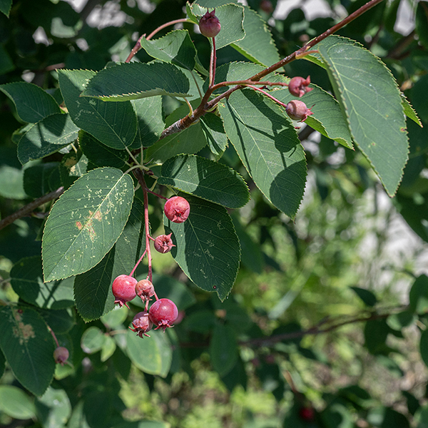 Wiegand's shadbush (aka, serviceberry) leaves are alternate, 1.5 times as long as wide, egg-shaped with rounded bases, with margins that are finely toothed; young leaves and petioles are hairless or sparsely hairy (the hairs later fall off). The flowers bloom in clusters of 6-12 simultaneously with leaf emergence. (Emerging leaves are folded and bronze-tinged.) The leaves are shown here with ripe serviceberry fruit.