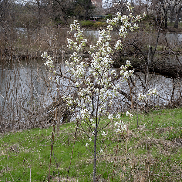 Wiegand's shadbush (aka, serviceberry) is a shrub or small tree up to 10 m tall, uncommon in Illinois and restricted to the northeastern portion of the state. Wiegand's shadbush flowers can be easily distinguished from downy serviceberry (A. arborea); the former has an ovary whose top is densely covered with wooly hairs while the latter has a hairless ovary.