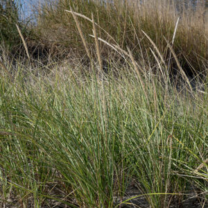 Marram grass forms a culm that remains short (~2") if no inflorescence is produced but reaches heights of 30" with an inflorescence. Culms produce a 6-12" long spike-like panicles of single-flowered spikelets each 9-15 mm long. Flowers are wind-pollinated, as is common in grasses. This plant is endangered in Illinois and is restricted to beaches along the Lake Michigan shoreline where it is often the dominant grass.