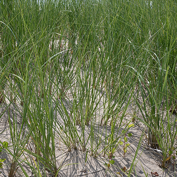 Marram grass forms a culm that remains short (~2") if no inflorescence is produced but reaches heights of 30" with an inflorescence. Leaves are alternate, largely restricted to the base of the culm. Leaf blades are 8-30" long and 4-10 mm across; they are stiff, ascending, and straight, with the side towards the culm pale blue and the side away from the culm dark green. Blades are flat near their bases but become increasingly rolled up ("involute") towards their tips. Culms produce a 6-12" long spike-like panicles of single-flowered spikelets 9-15 mm long. Flowers are wind-pollinated, as is common in grasses. This plant is endangered in Illinois and is restricted to beaches along the Lake Michigan shoreline where it is often the dominant grass.
