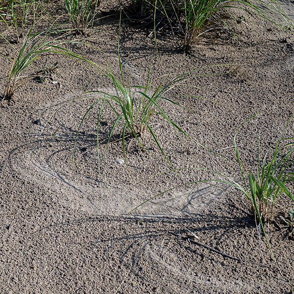 Marram grass forms a culm that remains short (~2") if no inflorescence is produced but reaches heights of 30" with an inflorescence. Leaves are alternate, largely restricted to the base of the culm. This plant is endangered in Illinois and is restricted to beaches along the Lake Michigan shoreline where it is often the dominant grass.