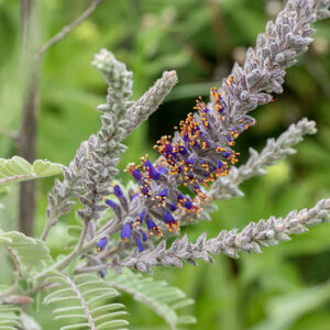 Lead plant is a sprawling bush 1-3' tall. the stems, leaves, flower spikes, and flower calyxes are densely covered with white, wooly hairs (giving the appearance of a metallic surface). The flower spikes are up to 6" long; they arise from the ends of branches. Flowers are 1/4" long, purple with reddish stamens and golden anthers; there is a single petal on the upper side of the flower that is initially tubular but opens after pollination to nearly flat (horizontal). Lead plant is considered an indicator of high-quality habitat; its tap roots can reach up to 5 m long. The flowers of lead plant look like false indigo (Amorpha fruticosa), but the latter is a much larger shrub.