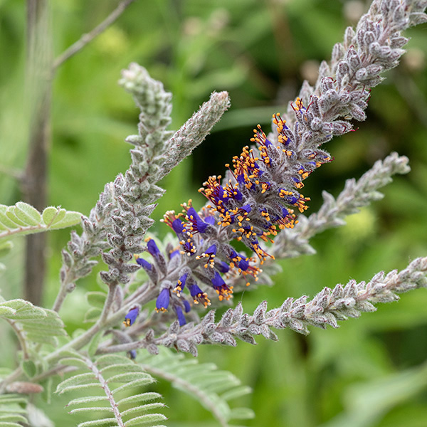 Lead plant is a sprawling bush 1-3' tall. the stems, leaves, flower spikes, and flower calyxes are densely covered with white, wooly hairs (giving the appearance of a metallic surface). The flower spikes are up to 6" long; they arise from the ends of branches. Flowers are 1/4" long, purple with reddish stamens and golden anthers; there is a single petal on the upper side of the flower that is initially tubular but opens after pollination to nearly flat (horizontal). Lead plant is considered an indicator of high-quality habitat; its tap roots can reach up to 5 m long. The flowers of lead plant look like false indigo (Amorpha fruticosa), but the latter is a much larger shrub.