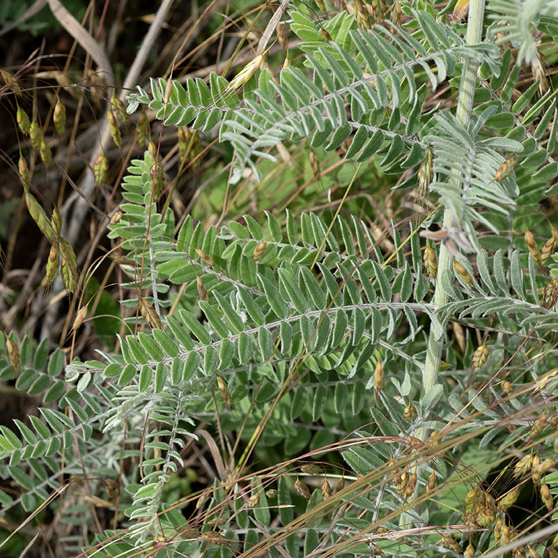 Lead plant's leaves are up to 1' long, pinnate, with  29-41 small (1/2"x1/4") leaflets with tiny petioles; the leaflets often bear a minute, sharp point at their tips.