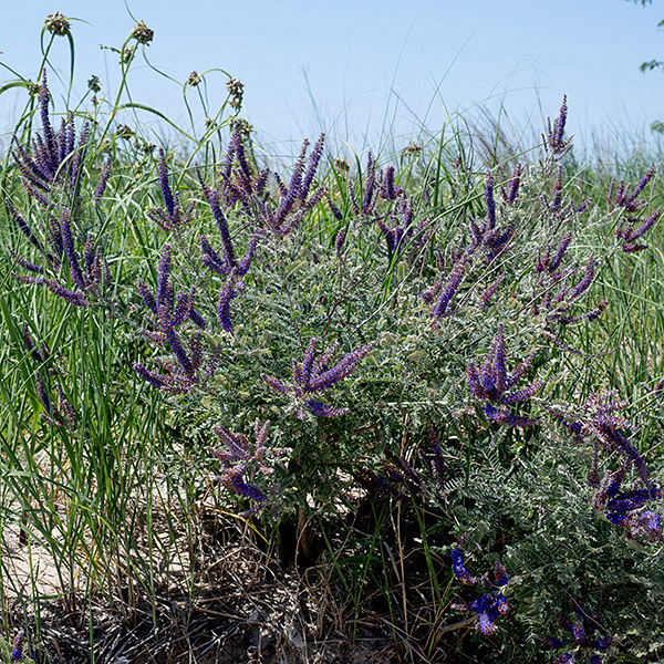 Lead plant is a sprawling bush 1-3' tall. the stems, leaves, flower spikes, and flower calyxes are densely covered with white, wooly hairs (giving the appearance of a metallic surface).  Lead plant is considered an indicator of high quality habitat; its tap roots can reach up to 5 m long. The flowers of lead plant look like false indigo (Amorpha fruticosa), but the latter is a much larger shrub.