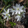 Sharp-lobed hepatica is an early-blooming, woodland wildflower with distinctive 3-lobed, superficially palmate, variegated basal leaves on long petioles. The flowers are 1" across, borne on naked, reddish, hairy stalks ~4" long.  Flowers consists of 5-11 (typically 6) blue, white, or lavender, oblong petals (actually, sepals), copious white stamens, and numerous green carpels; behind the flower are 3 reddish, hairy bracts shorter than the petals. ITIS considers Hepatica acutiloba a junior synonym of Anemone acutiloba; the USDA Plants Database, IUCN Red List, and NatureServe Explorer considers H. acutiloba as a junior synonym of Hepatica nobilis. All agree it is "sharplobed hepatica."  The roundlobed hepatica (which is either a variety of sharplobed hepatica or a separate species, depending on which authority you prefer) is identical except that the lobes on the leaves are smoothly rounded.
