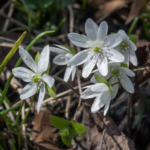 Sharp-lobed hepatica is an early-blooming, woodland wildflower with distinctive 3-lobed, superficially palmate, variegated basal leaves on long petioles. The flowers are 1" across, borne on naked, reddish, hairy stalks ~4" long.  Flowers consists of 5-11 (typically 6) blue, white, or lavender, oblong petals (actually, sepals), copious white stamens, and numerous green carpels; behind the flower are 3 reddish, hairy bracts shorter than the petals. ITIS considers Hepatica acutiloba a junior synonym of Anemone acutiloba; the USDA Plants Database, IUCN Red List, and NatureServe Explorer considers H. acutiloba as a junior synonym of Hepatica nobilis. All agree it is "sharplobed hepatica."  The roundlobed hepatica (which is either a variety of sharplobed hepatica or a separate species, depending on which authority you prefer) is identical except that the lobes on the leaves are smoothly rounded.