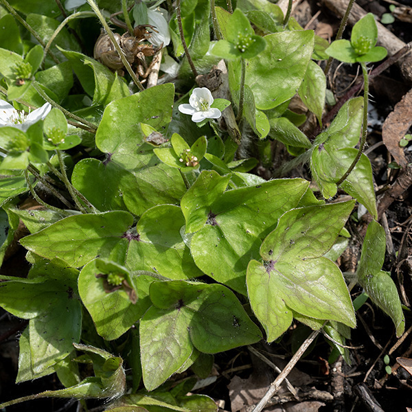 Sharp-lobed hepatica has distinctive 3-lobed, superficially palmate, variegated basal leaves on long petioles. These lobes are egg-shaped, approximately equal in size, with pointed tips. (Note: these leaves may have withered by the time blooms appear.) The flowers are 1" across, borne on naked, reddish, hairy stalks ~4" long.