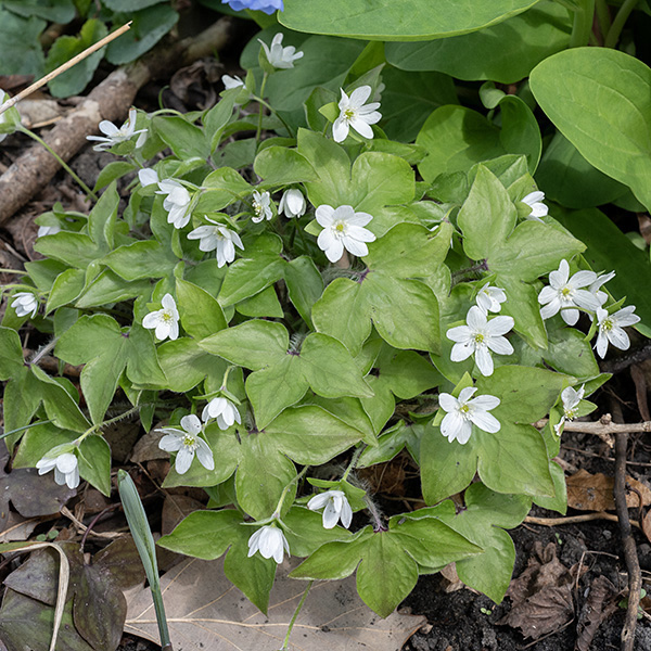 Sharp-lobed hepatica is an early-blooming, woodland wildflower with distinctive 3-lobed, superficially palmate, variegated basal leaves on long petioles. ITIS considers Hepatica acutiloba a junior synonym of Anemone acutiloba; the USDA Plants Database, IUCN Red List, and NatureServe Explorer considers H. acutiloba as a junior synonym of Hepatica nobilis. All agree it is "sharplobed hepatica."  The roundlobed hepatica (which is either a variety of sharplobed hepatica or a separate species, depending on which authority you prefer) is identical except that the lobes on the leaves are smoothly rounded.