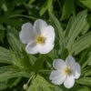 The petals (actually, sepals) of Canada anemone flowers are rounded; the pistillate cone in the center of the flower is approximately hemispherical and less than 10% of the flower width. The fruit is a round cluster of flattened seeds. The five-lobed leaves of Canada anemone are superficially similar to those of wild geranium (Geranium maculatum) but are sessile, not borne on petioles. Canada anemone is the commonest flower in Jackson Park in the late spring and summer.