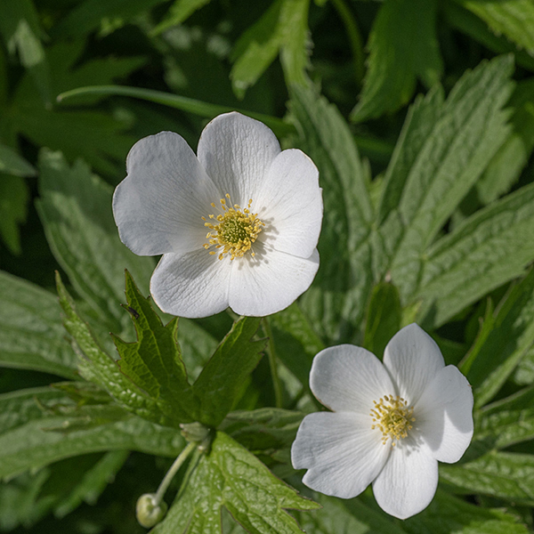 The petals (actually, sepals) of Canada anemone flowers are rounded; the pistillate cone in the center of the flower is approximately hemispherical and less than 10% of the flower width. The fruit is a round cluster of flattened seeds. The five-lobed leaves of Canada anemone are superficially similar to those of wild geranium (Geranium maculatum) but are sessile, not borne on petioles. Canada anemone is the commonest flower in Jackson Park in the late spring and summer.