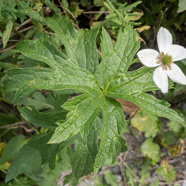 The leaves of Canada anemone are sessile. (Unlike the leaves of thimbleweed, A. cylindrica, whose leaves have petioles and are more dissected and straplike). The five-lobed leaves of Canada anemone are superficially similar to those of wild geranium (Geranium maculatum) but are sessile, not borne on petioles.