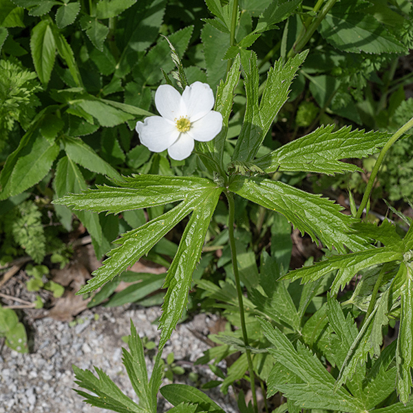 The leaves of Canada anemone are sessile. (Unlike the leaves of thimbleweed, A. cylindrica, whose leaves have petioles and are more dissected and straplike). The five-lobed leaves of Canada anemone are superficially similar to those of wild geranium (Geranium maculatum) but are sessile, not borne on petioles. Canada anemmone is the commonest flower in Jackson Park in the late spring and summer.