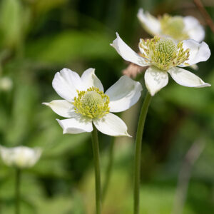 Thmbleweed flowers are borne on long (1-2') stalks; each flower is about 3/4" across with 5 pointed white petals-like sepals that often remain partially closed; the green pistillate cone in the center of the flower is about twice as long as it is wide (i.e., a tall gumdrop) ~20% of the flower diameter. A. canadensis may also have pointed petals, but the cone in the center of the flower is hemispherical (a short gumdrop). Thimbleweed (A. cylindrica) is best distinguished from tall anemone (A. virginiana) by the shape of the leaflets — A. cylindrica has leaflets with a wedge-shaped base with the lobes radiating out from the base, while A. virginiana has a rounded leaflet base with toothed distal margins.