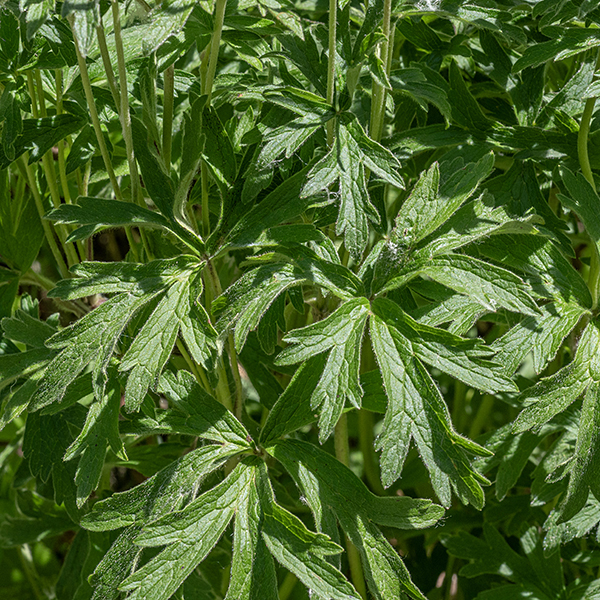 Thmbleweed has whorls of basal leaves on long petioles, with a second set of similar leaves higher on the stem; the leaves are divided into 3-5 strap-like lobes, often with dentate margins. (For comparison, A. virginiana has similar petiolate leaves while the leaves of A. canadensis, are sessile, opposite, and less dissected).