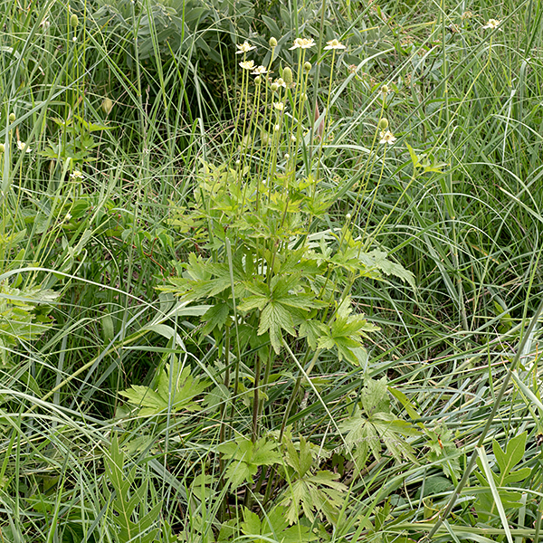 Thmbleweed has whorls of basal leaves on long petioles, with a second set of similar leaves higher on the stem; the leaves are divided into 3-5 strap-like lobes, often with dentate margins. (For comparison, A. virginiana has similar petiolate leaves while the leaves of A. canadensis, are sessile, opposite, and less dissected). A. canadensis may also have pointed petals, but the cone in the center of the flower is hemispherical (a short gumdrop). Thimbleweed (A. cylindrica) is best distinguished from tall anemone (A. virginiana) by the shape of the leaflets — A. cylindrica has leaflets with a wedge-shaped base with the lobes radiating out from the base, while A. virginiana has a rounded leaflet base with toothed distal margins.