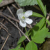 Wood anemone produces slender green, hairy stems that bear either alternate leaves or (more typically) a whorl of three compound leaves at the apex of the stem; the 5 cm tall flower stalk arises from the center of the whorl. The flower stalks each bear a single white (sometimes pink) flower 1" across with 4-9 petal-like sepals and 30-60 stamens with white anthers surrounding numerous simple pistils.