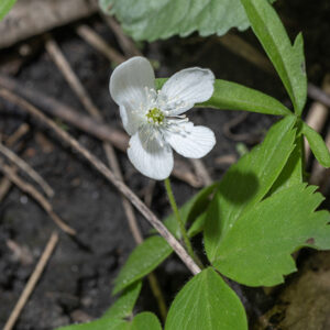Wood anemone produces slender green, hairy stems that bear either alternate leaves or (more typically) a whorl of three compound leaves at the apex of the stem; the 5 cm tall flower stalk arises from the center of the whorl. The flower stalks each bear a single white (sometimes pink) flower 1" across with 4-9 petal-like sepals and 30-60 stamens with white anthers surrounding numerous simple pistils.