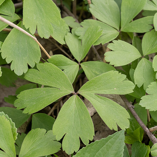 Wood anemone produces slender green, hairy stems that bear either alternate leaves or (more typically) a whorl of three compound leaves at the apex of the stem. Leaves are deep green, hairy, and palmately-compound with three leaflets (although the two lateral leaves may be deeply cleft, giving the appearance of a total of five leaflets). Leaflets are 1.5" long, divided into 2-3 lobes, with wedge-shaped bases and coarsely-toothed margins at the tips of the lobes.