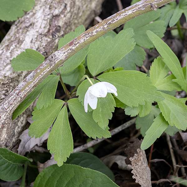 Wood anemone produces slender green, hairy stems that bear either alternate leaves or (more typically) a whorl of three compound leaves at the apex of the stem; the 5 cm tall flower stalk arises from the center of the whorl.  Wood anemone is one of the spring ephemerals, briefly in bloom in April and May, only to disappear under the flush of spring growth.