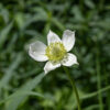 Tall anemones have leaves on long petioles (like A. cylindrica). The petals (actually, sepals) of the flowers are pointed (like A. cylindrica); the pistillate cone in the center of the flower is approximately hemispherical and >1/3" across, about 20% of flower diameter. Thimbleweed (A. cylindrica) is best distinguished from tall anemone (A. virginiana) by the shape of the leaflets — A. cylindrica has leaflets with a wedge-shaped base with the lobes radiating out from the base while A. virginiana has a rounded leaflet base with toothed distal margins.