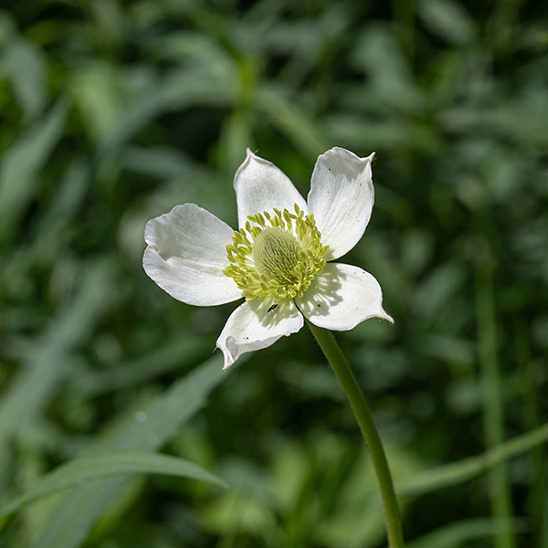 Tall anemones have leaves on long petioles (like A. cylindrica). The petals (actually, sepals) of the flowers are pointed (like A. cylindrica); the pistillate cone in the center of the flower is approximately hemispherical and >1/3" across, about 20% of flower diameter. Thimbleweed (A. cylindrica) is best distinguished from tall anemone (A. virginiana) by the shape of the leaflets — A. cylindrica has leaflets with a wedge-shaped base with the lobes radiating out from the base while A. virginiana has a rounded leaflet base with toothed distal margins.