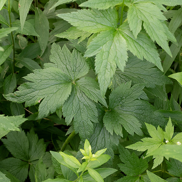 Tall anemones have leaves on long petioles (like A. cylindrica) that are divided into three blunt lobes. (The leaves of A. canadensis are sessile.)