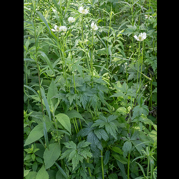 Tall anemones have leaves on long petioles (like A. cylindrica) that are divided into three blunt lobes. (The leaves of A. canadensis are sessile). Thimbleweed (A. cylindrica) is best distinguished from tall anemone (A. virginiana) by the shape of the leaflets — A. cylindrica has leaflets with a wedge-shaped base and the lobes radiating out from the base, while A. virginiana has a rounded leaflet base with toothed distal margins.