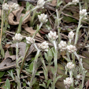 Field pussytoes flowerheads are either pistillate (female) or staminate (male), both about 8 mm long, both looking like a compact tuft of white hairs. The very similar plantain-leafed pussytoes (A. plantaginifolia) looks much the same but has basal leaves with three main veins (best viewed from the underside) rather than one.