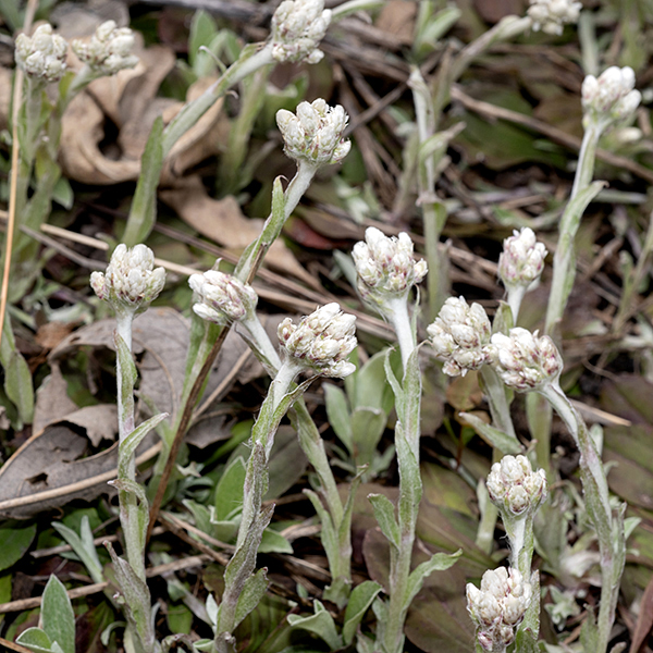 Field pussytoes flowerheads are either pistillate (female) or staminate (male), both about 8 mm long, both looking like a compact tuft of white hairs. The very similar plantain-leafed pussytoes (A. plantaginifolia) looks much the same but has basal leaves with three main veins (best viewed from the underside) rather than one.