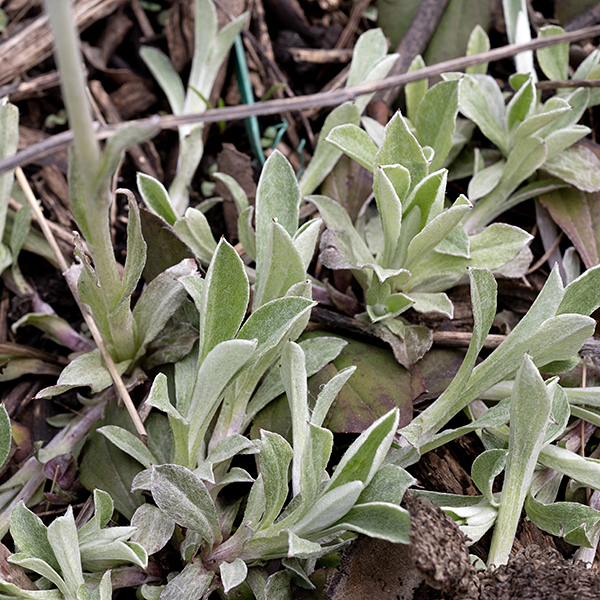 The basal leaves of field pussytoes have a single main vein. The leaf tip is sharp, often with a dark point, and the distal shoulders are approximately straight from the tip to mid-leaf. The stem leaves are very narrow; their tip is a "flag" of clear, dead tissue. The very similar plantain-leafed pussytoes (A. plantaginifolia) looks much the same but has basal leaves with three main veins (best viewed from the underside).