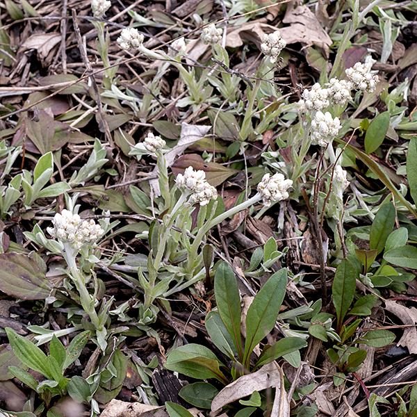 The basal leaves of field pussytoes have a single main vein. The leaf tip is sharp, often with a dark point, and the distal shoulders are approximately straight from the tip to mid-leaf. The stem leaves are very narrow; their tip is a "flag" of clear, dead tissue. The very similar plantain-leafed pussytoes (A. plantaginifolia) looks much the same but has basal leaves with three main veins (best viewed from the underside).