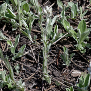 Plantain-leafed pussytoes is a short (6" tall) plant.  The basal leaves are 2" wide and 3.5" long, spoon-shaped with long petioles, grayish green, with 3-5 conspicuous main veins; the lower surface is densely covered with appressed hairs and is shiny white. Individual plantain-leafed pussytoe plants bear either male or female flowers exclusively. Flowerheads are short (<1/2" long) and composed exclusively of white disc florets surrounded by a layer of phyllaries; female florets are fluffy white from the profusion of styles (looking a bit like Q-Tips) while male florets show tubular, brownish anthers. Asexual reproduction may produce colonies of exclusively male or female plants. The similar field pussytoes has basal leaves with only a single (rather than 3-5) main veins.